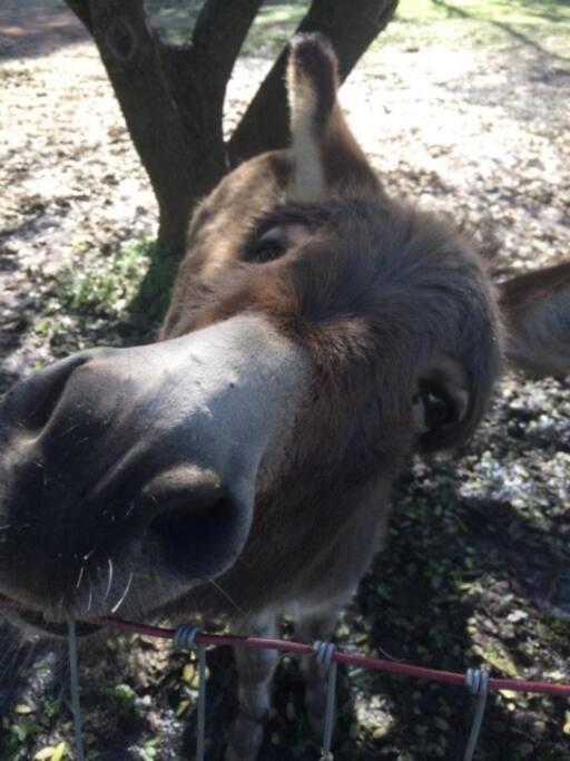 Wonky Donkey Den 30 Mi To Yosemite Arch Entrance Villa มารีโปซา ภายนอก รูปภาพ