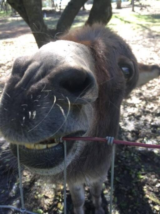 Wonky Donkey Den 30 Mi To Yosemite Arch Entrance Villa มารีโปซา ภายนอก รูปภาพ